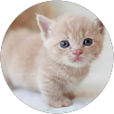 Caitaitai C profile picture